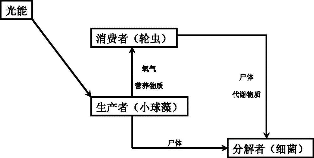 一种淡水轮虫和小球藻的共培养方法