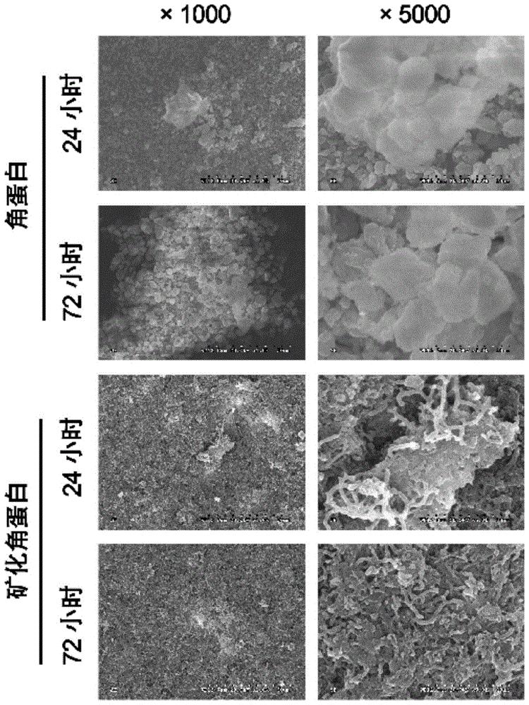一种矿化角蛋白仿生材料及其制备方法